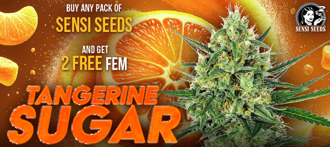 Sensi Seeds - Buy Any Pack - Get 2 FEM Tangerine Sugar