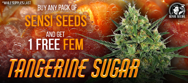 Sensi Seeds - Buy Any Pack - Get 1 FEM Tangerine Sugar