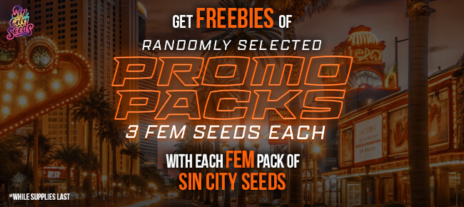 SinCity Seeds - Buy Any FEM Pack - Get 3 FEM Seed Promo Pack Randomly Selected