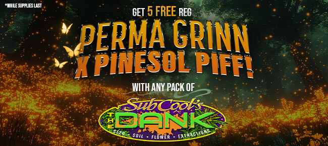 Subcool Seeds - Buy Any Pack - Get 5 REG Perma Grinn x PineSol Piff