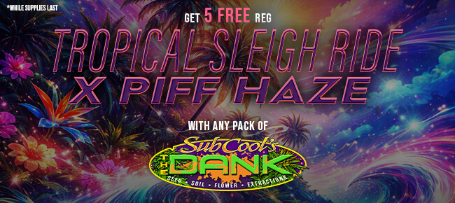 SubCool Seeds - Buy Any Pack - Get 5 REG Tropical Sleigh Ride x Piff Haze