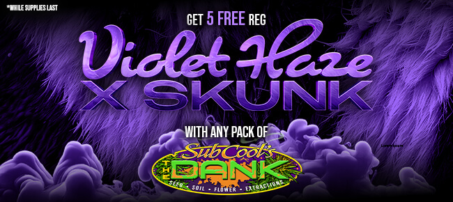 Subcool Seeds - Buy Any Pack - Get 5 REG Violet Haze x Skunk
