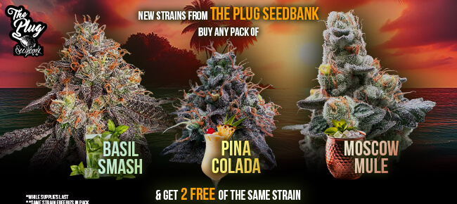 The Plug Seedbank - Buy Basil Smash, Pina Colada, Moscow Mule - Get 2 EXTRA SEEDS IN PACK