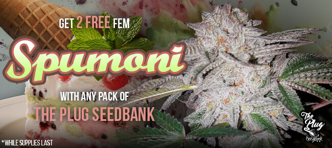 The Plug Seedbank - Buy Any Pack - Get 2 FEM Spumoni