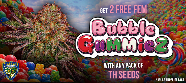TH Seeds - Buy Any Pack - Get 2 FEM Bubble Gummiez