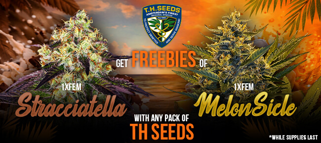 TH Seeds - Buy Any Pack - Get 1 FEM Stracciatella + 1 FEM MelonSicle