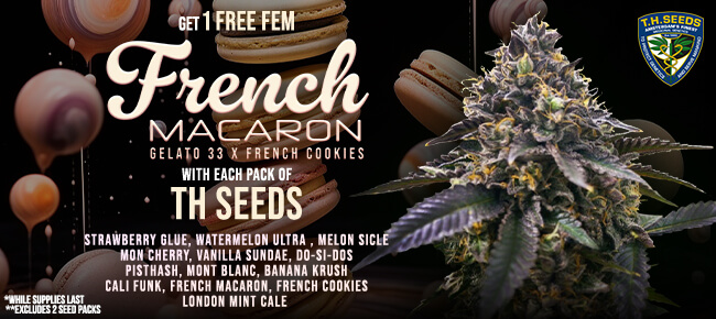 TH Seeds - Buy Select Packs - Get 1 FEM French Macaron