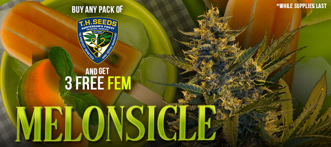 TH Seeds - Buy Any Pack - Get 3 FEM Melonsicle
