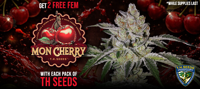 TH Seeds - Buy Any Pack - Get 2 FEM Mon Cherry