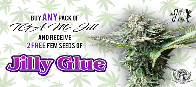 TGA Mz Jill - Buy Any Pack - Get Jilly Glue Free